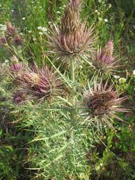 Image result for Ptilostemon afer