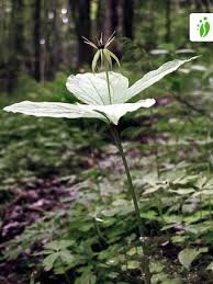 Attēlu rezultāti vaicājumam “Paris quadrifolia”