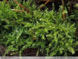 Attēlu rezultāti vaicājumam “Oxyrrhynchium hians var. rigidum”