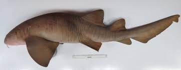 Image result for Ginglymostoma unami