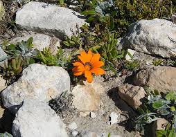 Image result for Gazanien