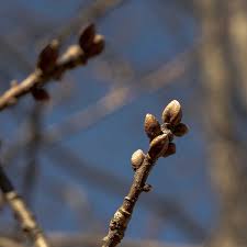 Attēlu rezultāti vaicājumam “Quercus robur fo. pectinata”
