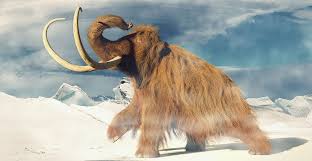 Image result for Go Mammoth