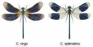 Attēlu rezultāti vaicājumam “Calopteryx splendens”