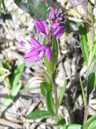 Attēlu rezultāti vaicājumam “Polygala vulgaris”