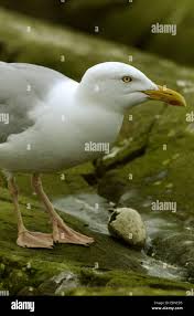 Attēlu rezultāti vaicājumam “Larus argentatus eggs”