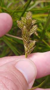 Attēlu rezultāti vaicājumam “Carex leporina”