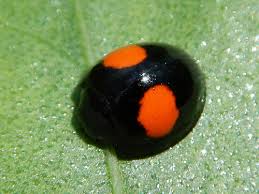 Attēlu rezultāti vaicājumam “Chilocorus renipustulatus”