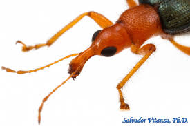 Attēlu rezultāti vaicājumam “Attelabidae”