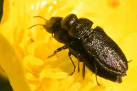 Attēlu rezultāti vaicājumam “Anthaxia quadripunctata”