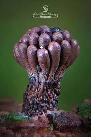 Attēlu rezultāti vaicājumam “Tubifera applanata”