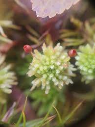 Attēlu rezultāti vaicājumam “Sphagnum wulfianum”