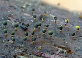 Attēlu rezultāti vaicājumam “Craterium aureum”