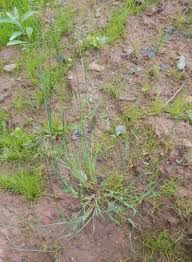 Attēlu rezultāti vaicājumam “Poa compressa leaf”