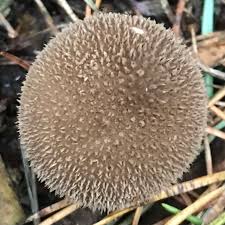 Attēlu rezultāti vaicājumam “Lycoperdon echinatum”