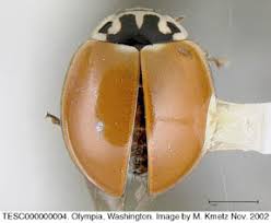 Attēlu rezultāti vaicājumam “Coccinellidae”