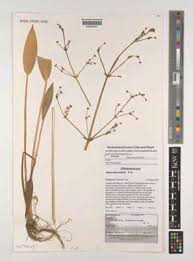 Attēlu rezultāti vaicājumam “Alisma lanceolatum leaf”