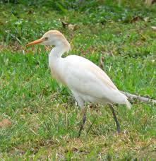 Attēlu rezultāti vaicājumam “Bubulcus ibis”
