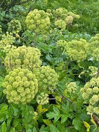 Image result for Angelica archangelica