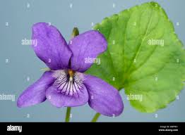 Attēlu rezultāti vaicājumam “Viola reichenbachiana leaf”