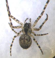 Attēlu rezultāti vaicājumam “Metellina merianae”