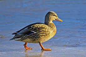 Attēlu rezultāti vaicājumam “Anas platyrhynchos female”