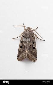 Attēlu rezultāti vaicājumam “Orthosia gothica”