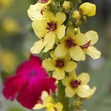 Attēlu rezultāti vaicājumam “Verbascum nigrum flower”