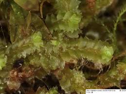 Attēlu rezultāti vaicājumam “Leiocolea heterocolpos”