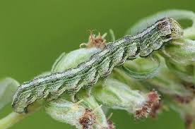 Attēlu rezultāti vaicājumam “Cucullia fraudatrix”