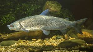 Image result for Coregonus oxyrinchus