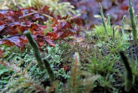 Attēlu rezultāti vaicājumam “Anastrophyllum hellerianum”