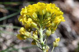 Image result for Alyssum diffusum