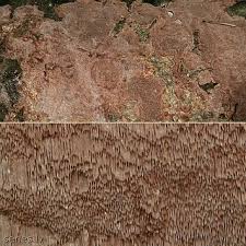 Attēlu rezultāti vaicājumam “Phellinus ferrugineofuscus”