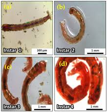 Attēlu rezultāti vaicājumam “Chironomidae larvae”