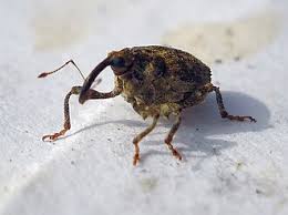 Image result for Coleoptera Curculionoidea