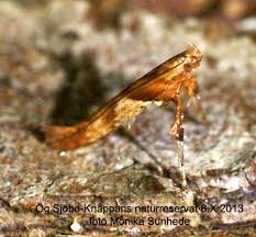 Attēlu rezultāti vaicājumam “Caloptilia hemidactylella”