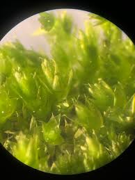 Attēlu rezultāti vaicājumam “Plagiothecium latebricola macro”