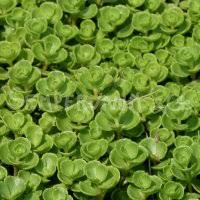 Attēlu rezultāti vaicājumam “Phedimus spurius”