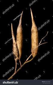 Attēlu rezultāti vaicājumam “Raphanus raphanistrum fruit”