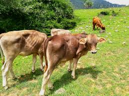 Image result for ganado bovino