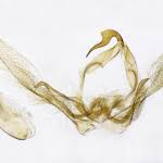 Attēlu rezultāti vaicājumam “Herminia tarsicrinalis”