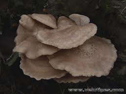 Attēlu rezultāti vaicājumam “Hypsizygus ulmarius”