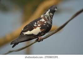 Attēlu rezultāti vaicājumam “Columba livia f. domestica adult”