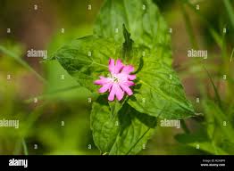 Attēlu rezultāti vaicājumam “Silene dioica leaf”