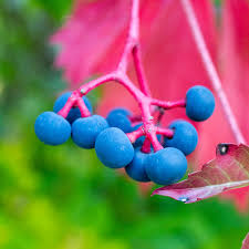Attēlu rezultāti vaicājumam “Parthenocissus quinquefolia”