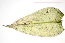 Attēlu rezultāti vaicājumam “Sciuro-hypnum curtum sporophyte”