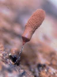 Attēlu rezultāti vaicājumam “Arcyria minuta macro”