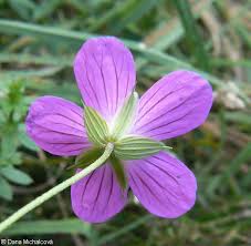 Attēlu rezultāti vaicājumam “Geranium palustre flower”
