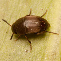 Attēlu rezultāti vaicājumam “Leiodidae”